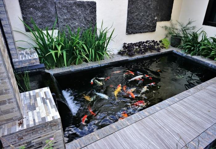 Contoh desain chamber kolam koi